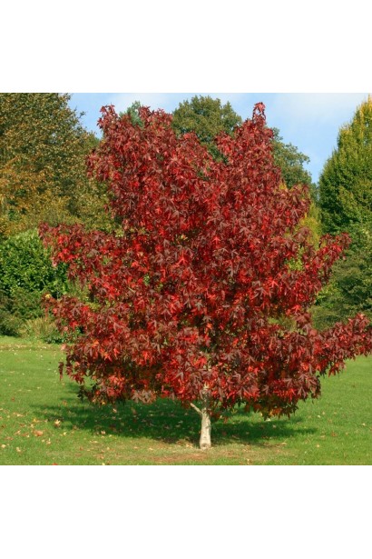 Амбровое дерево Ворплесдон бордово-красная окраска листьев осенью